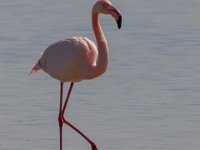 Flamingo : Europa, Nat. park Donana, Reisen, Spanje, europa